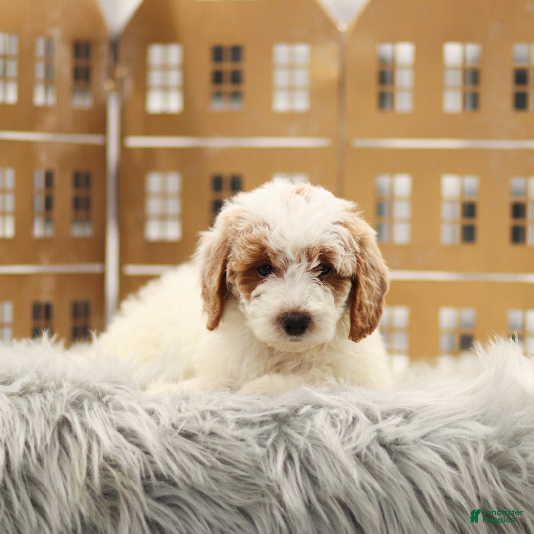 Goldendoodle dogs for sale: Lola - Ad 3