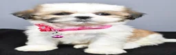 Shih Tzu dogs for sale: Candy - Ad 8
