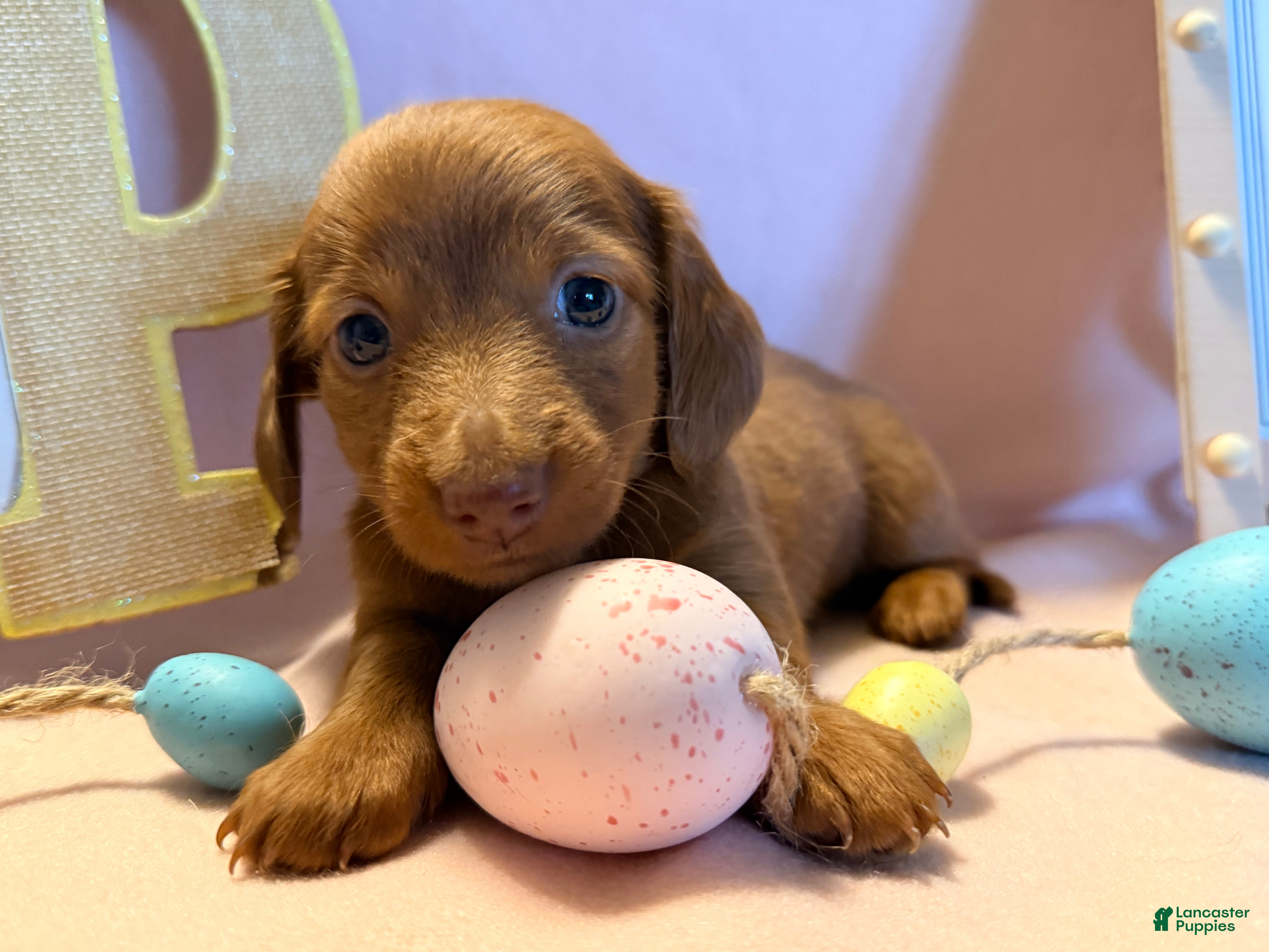 Dachshund dogs Violet - Ad 2
