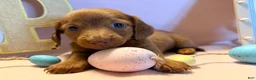 Dachshund dogs for sale: Violet - Ad 2
