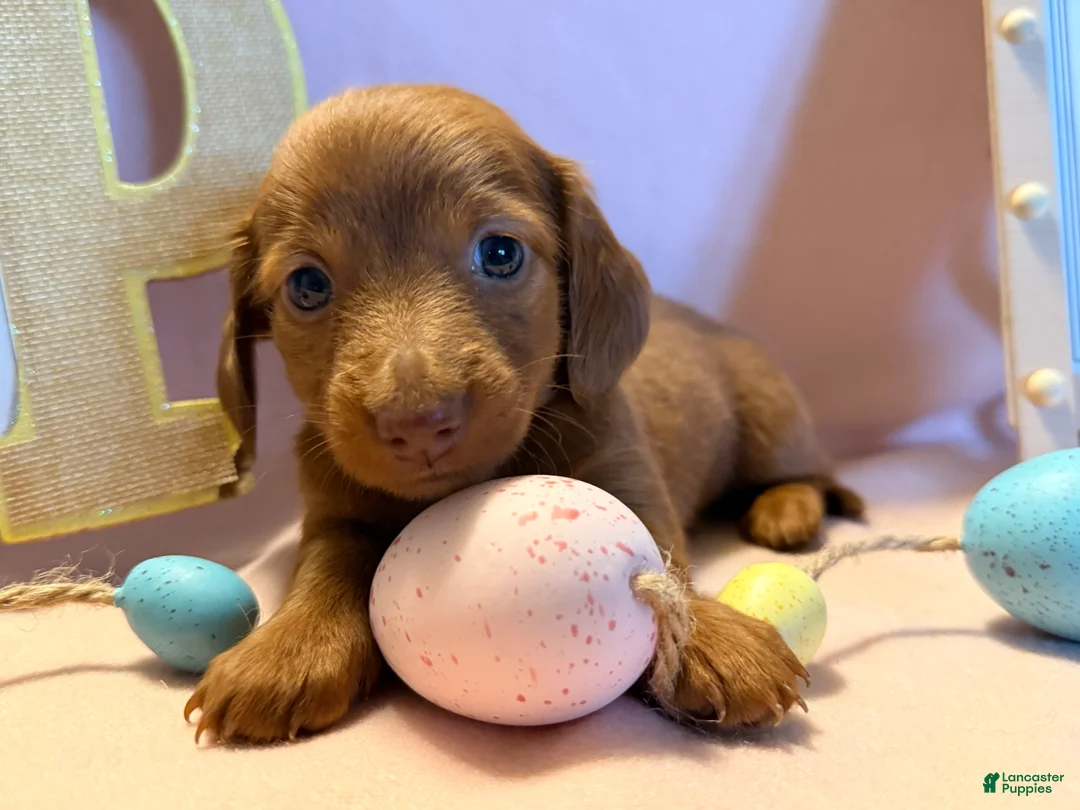 Dachshund dogs for sale: Violet - Ad 2