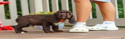 Cocker Spaniel dogs for sale: Ollie - Ad 3