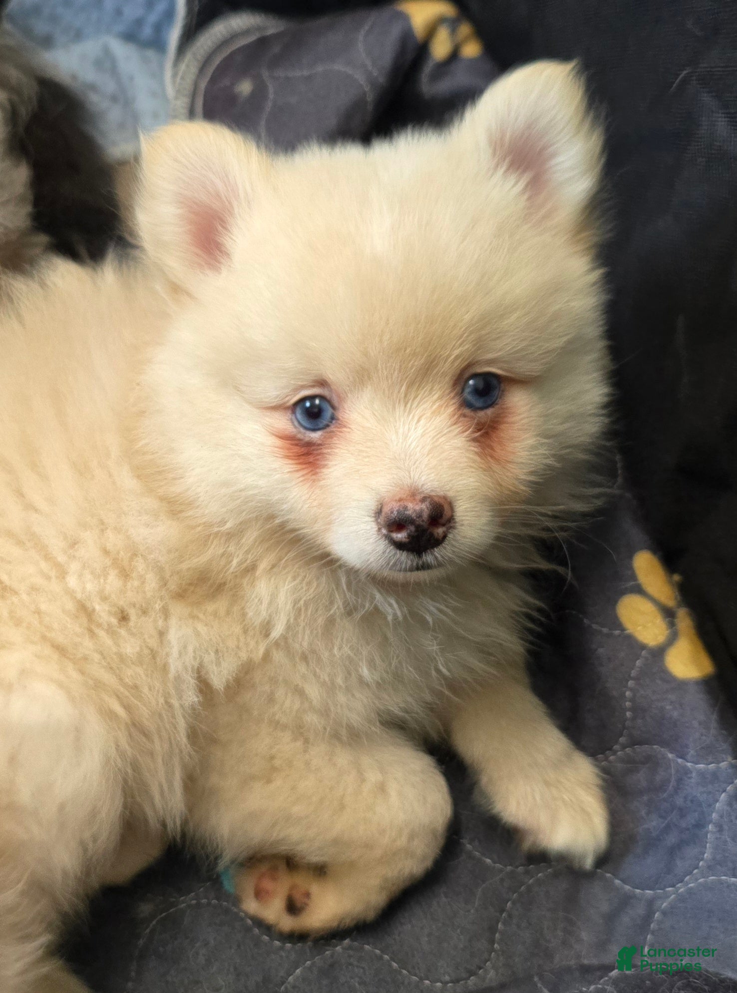 Pomsky dogs Cream boy 2 - Ad 1