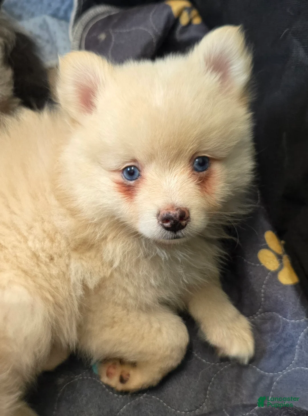 Pomsky dogs for sale: Cream boy 2 - Ad 1