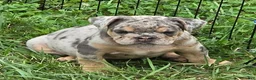 English Bulldog dogs for sale: Tinsel the lilac merle  - Ad 10