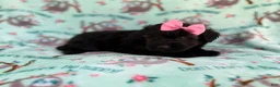 Aussiedoodle dogs for sale: Darla - Ad 6