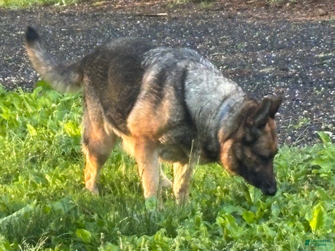 German Shepherd dogs for sale: Cooper - Ad 3