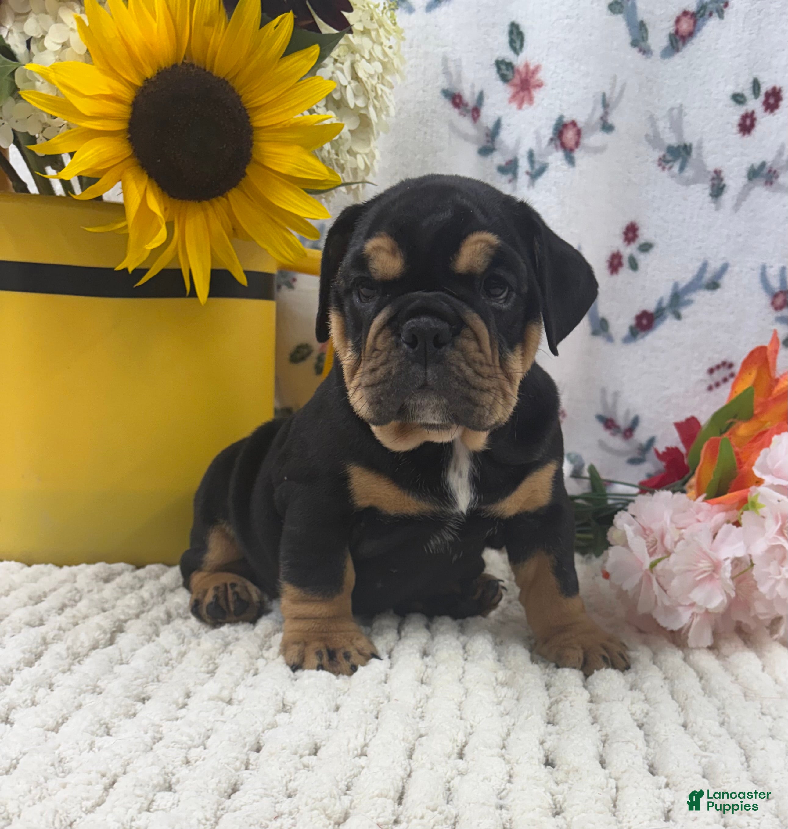 English Bulldog dogs Tessa - Ad 2
