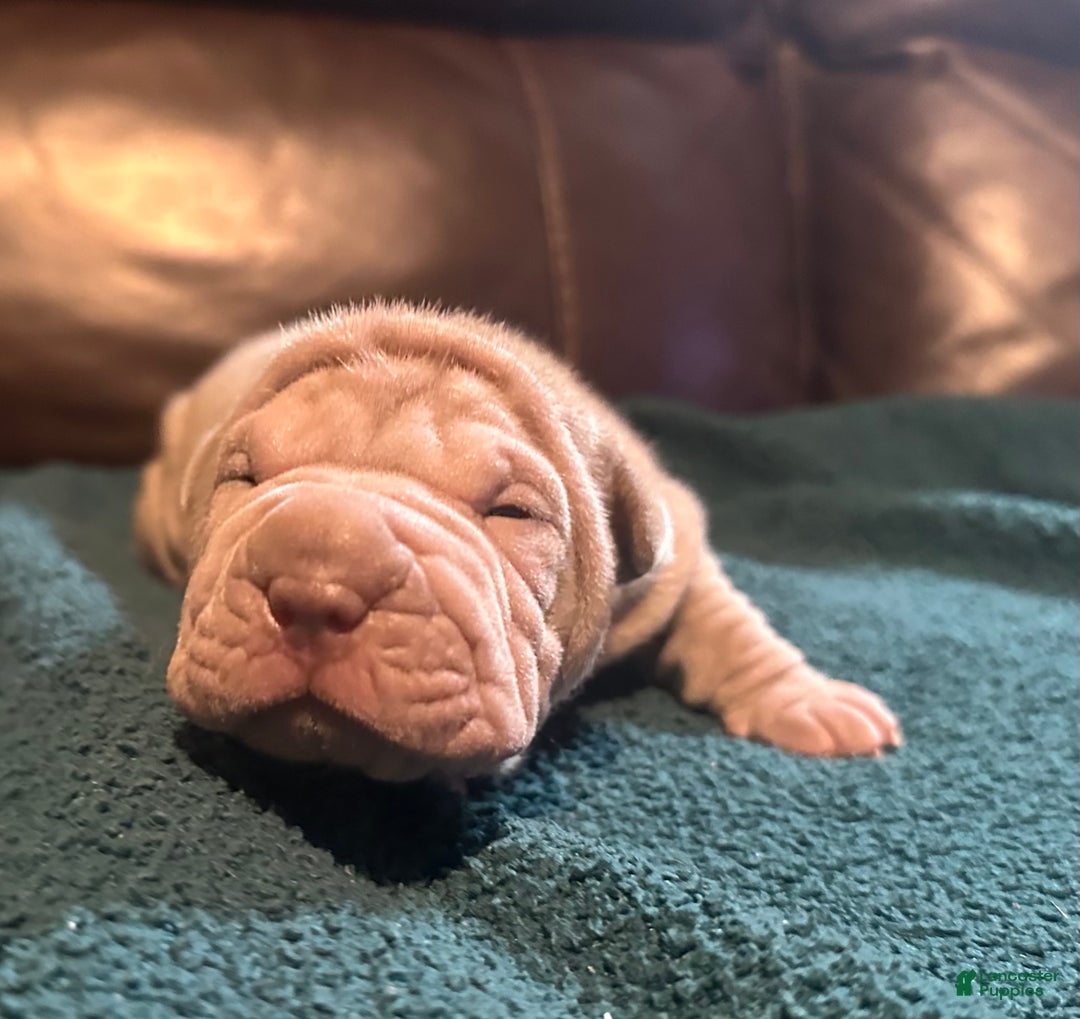 Shar Pei dogs for sale: Juliet - Ad 3
