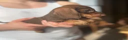 Miniature Dachshund dogs for sale: Miniature Dachshund Puppy 1 - Ad 4