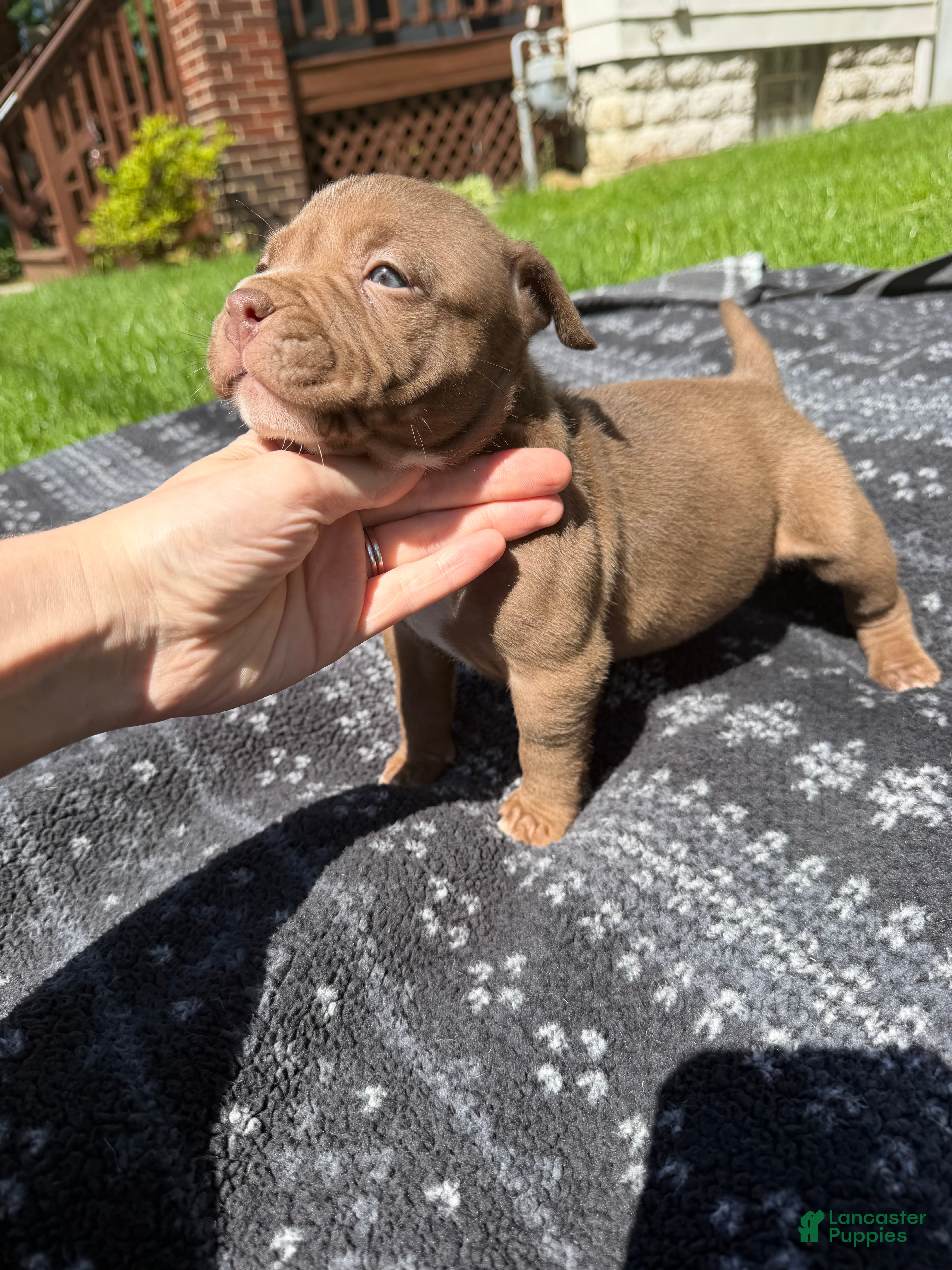 American Bully dogs Floki - Ad 1