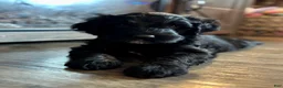 Double Doodle dogs for sale: Ryder  - Ad 6