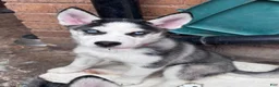 Siberian Husky dogs for sale: Siberian Husky 3 - Ad 1