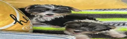 Yorkshire Terrier dogs for sale: Yorkshire Terrier 2 - Ad 3
