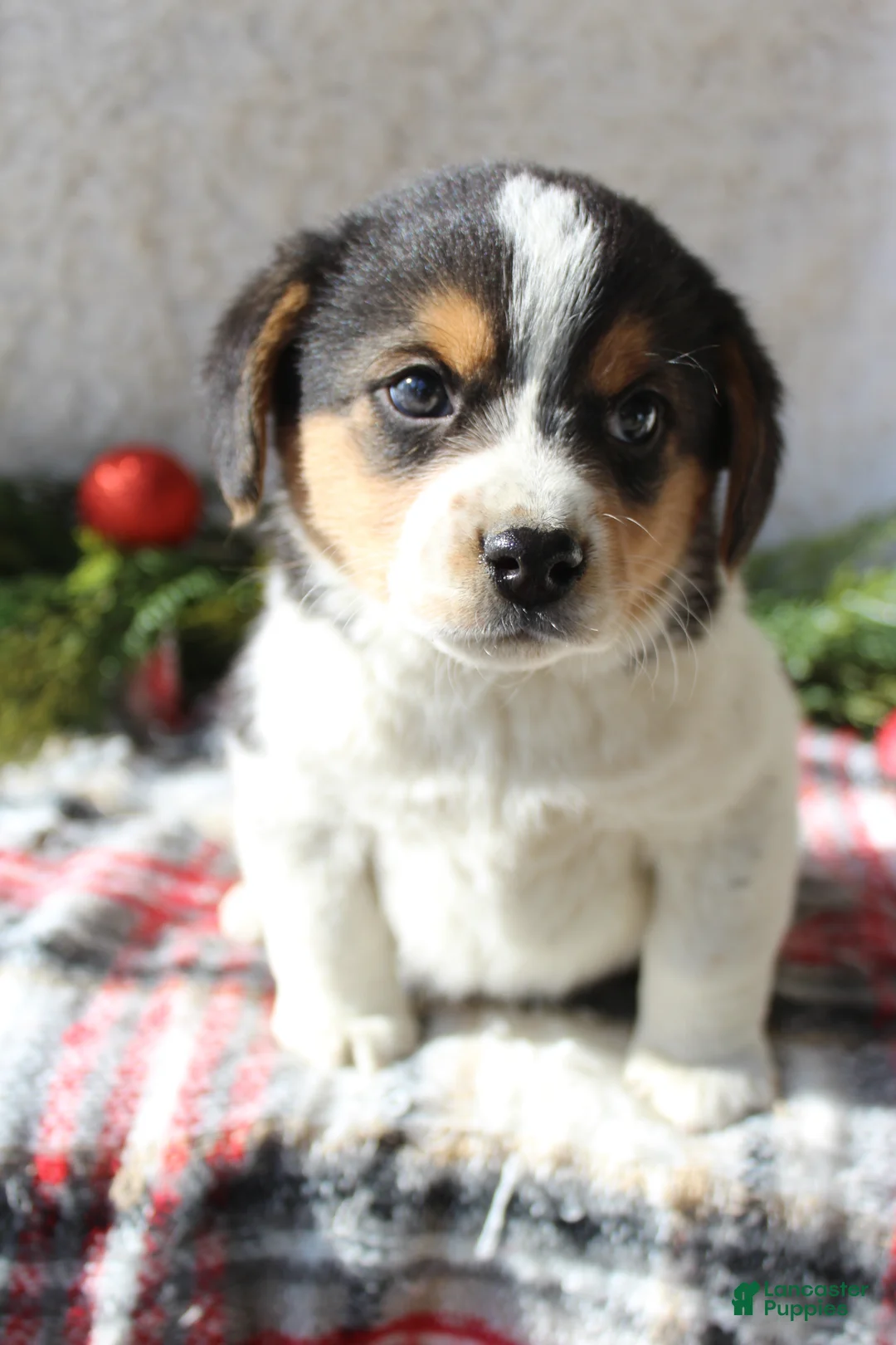 Mixed Breed dogs for sale: Fluffy  - Ad 6