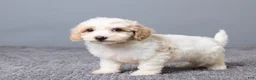 Bichpoo dogs for sale: Kenzie - Ad 5