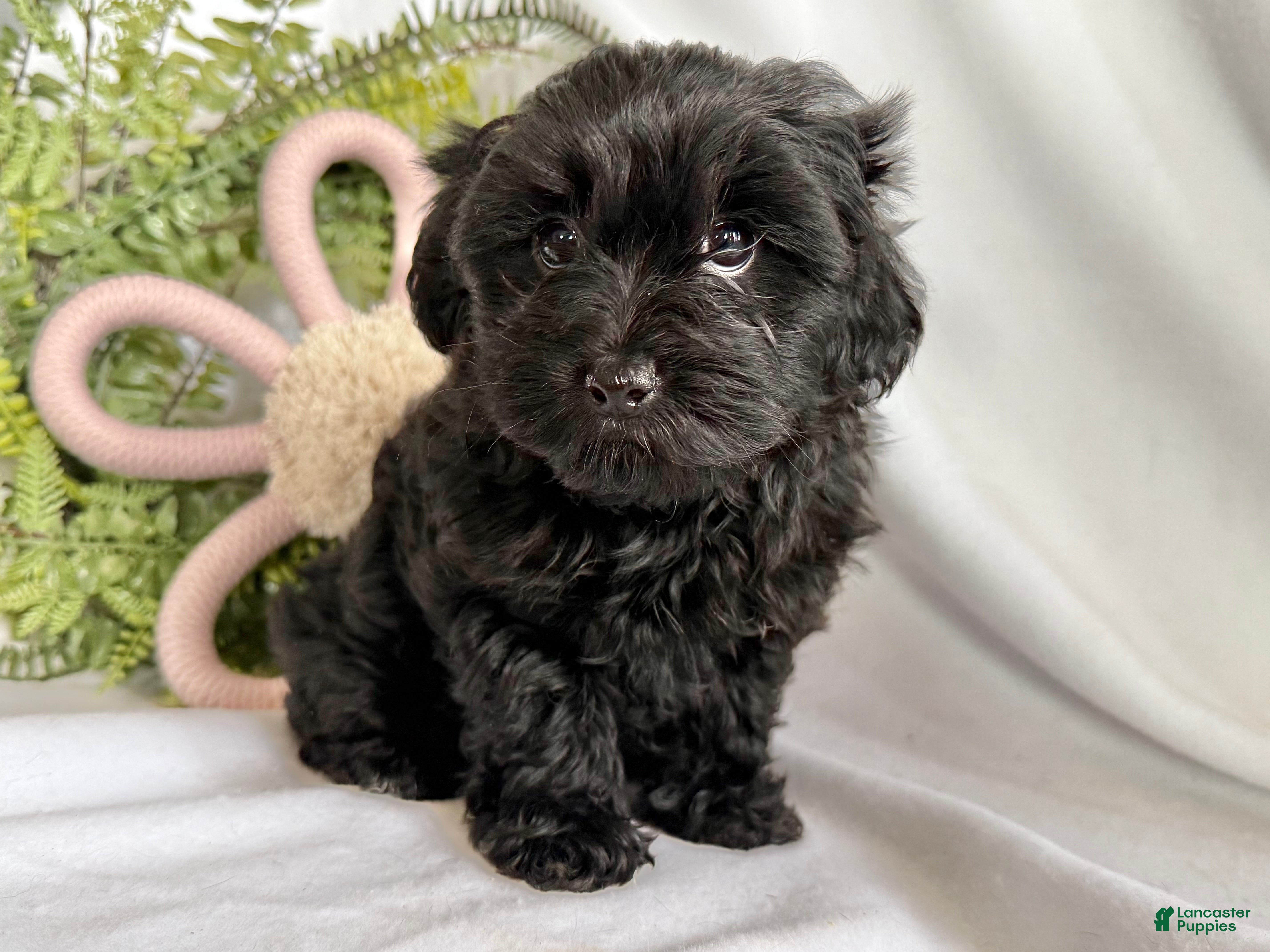 Yorkiepoo dogs Midnight - Ad 2