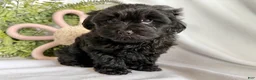Yorkiepoo dogs for sale: Midnight - Ad 2