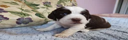 English Springer Spaniel dogs for sale: Larry  - Ad 6