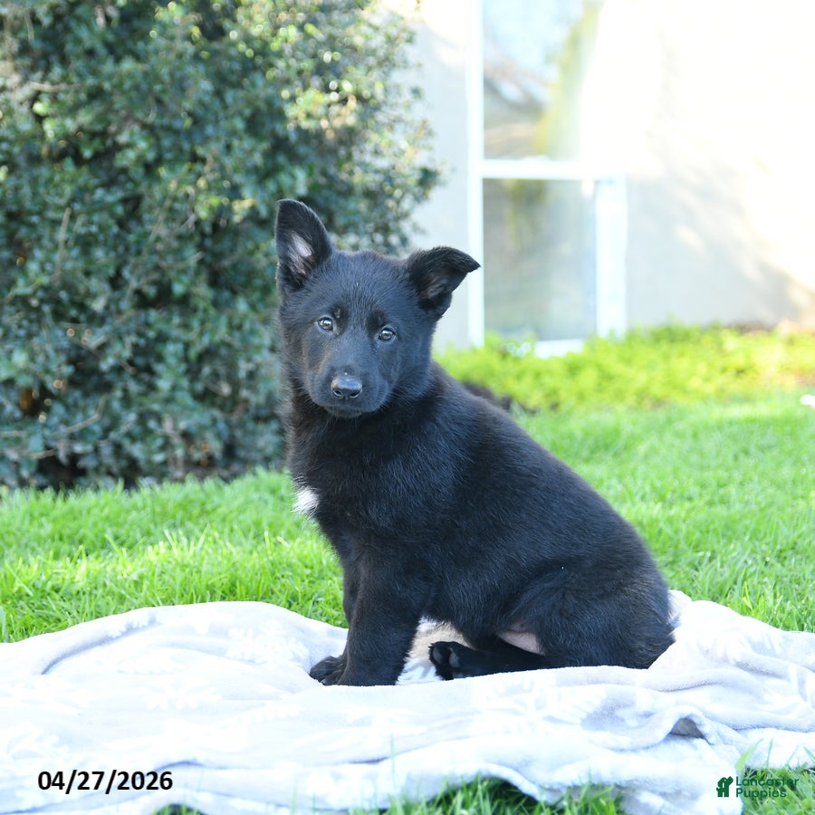 German Shepherd dogs Lassie - Ad 2