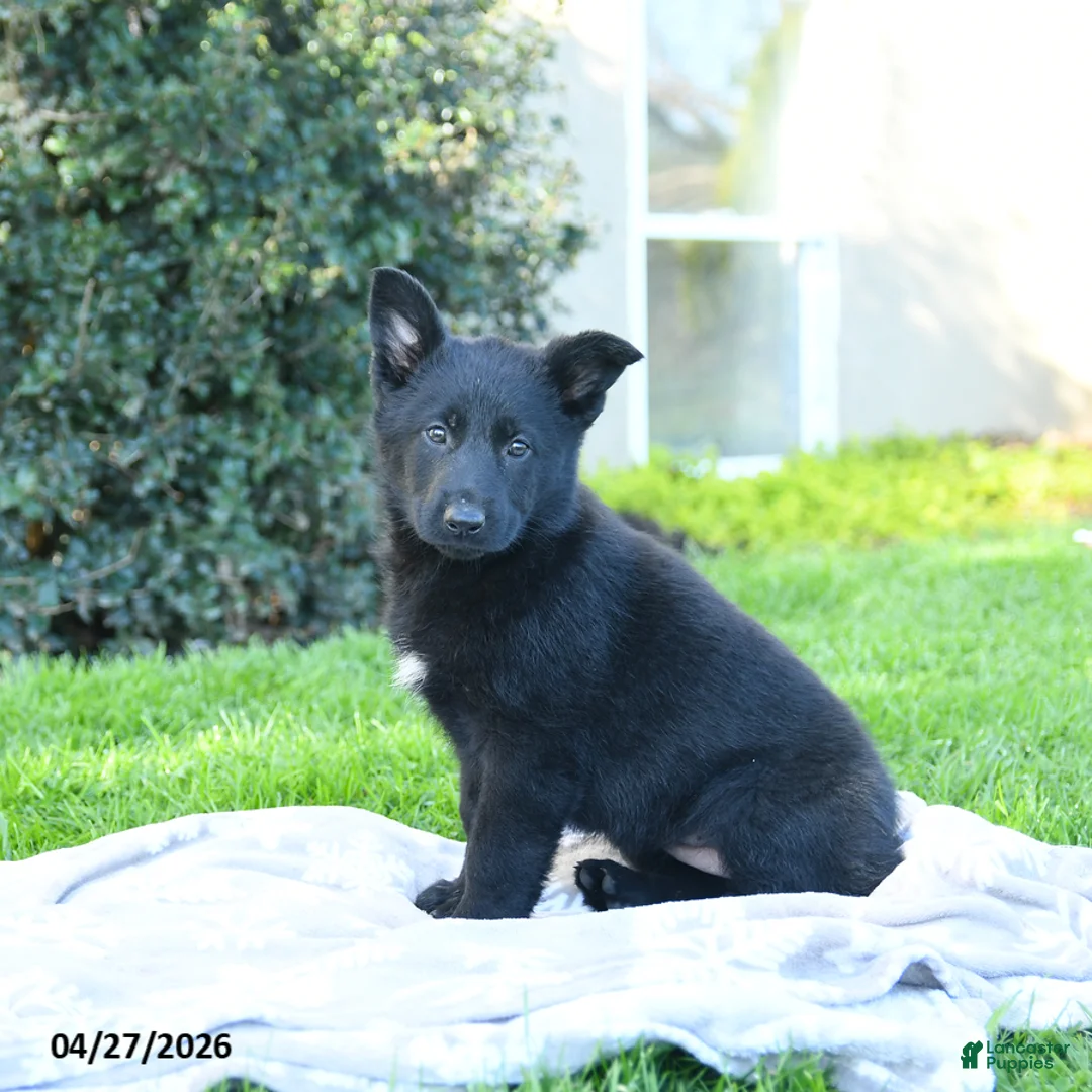 German Shepherd dogs for sale: Lassie - Ad 2