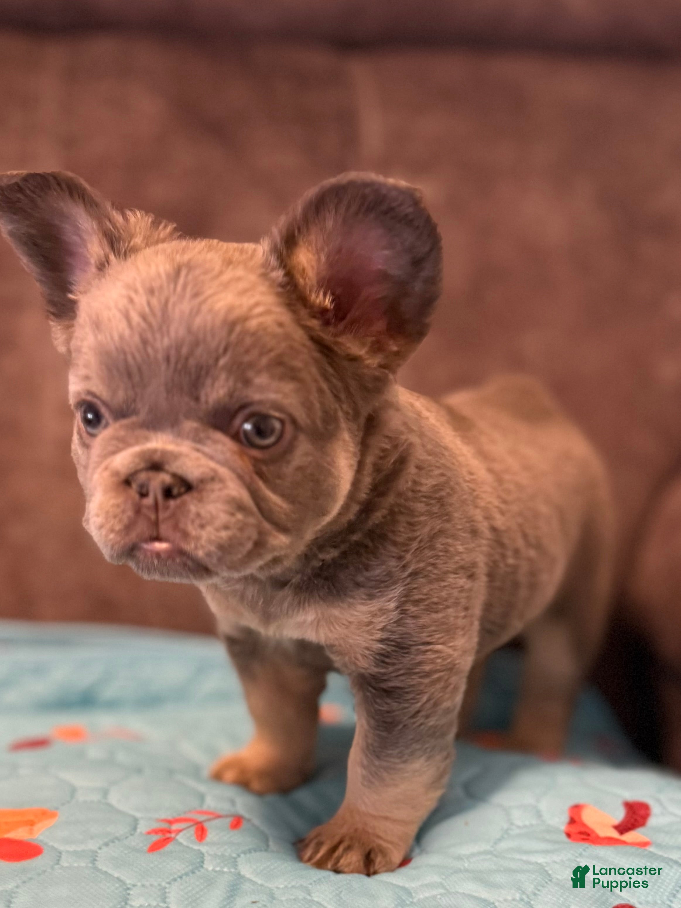 French Bulldog dogs French Bulldog Puppy 3 - Ad 2