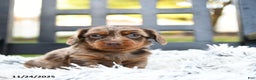 Miniature Dachshund dogs for sale: Todo - Ad 1