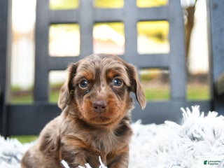 Miniature Dachshund dogs Todo - Ad 25
