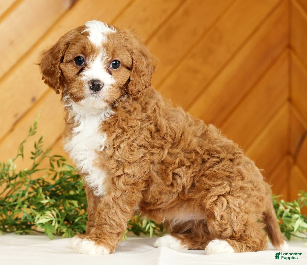 Cavapoo dogs Maggie - Ad 1