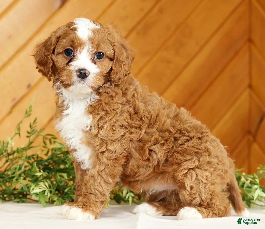 Cavapoo dogs for sale: Maggie - Ad 1