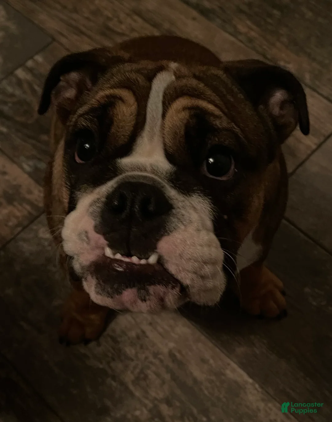 English Bulldog dogs for sale: English Bulldog Puppy 1 - Ad 7