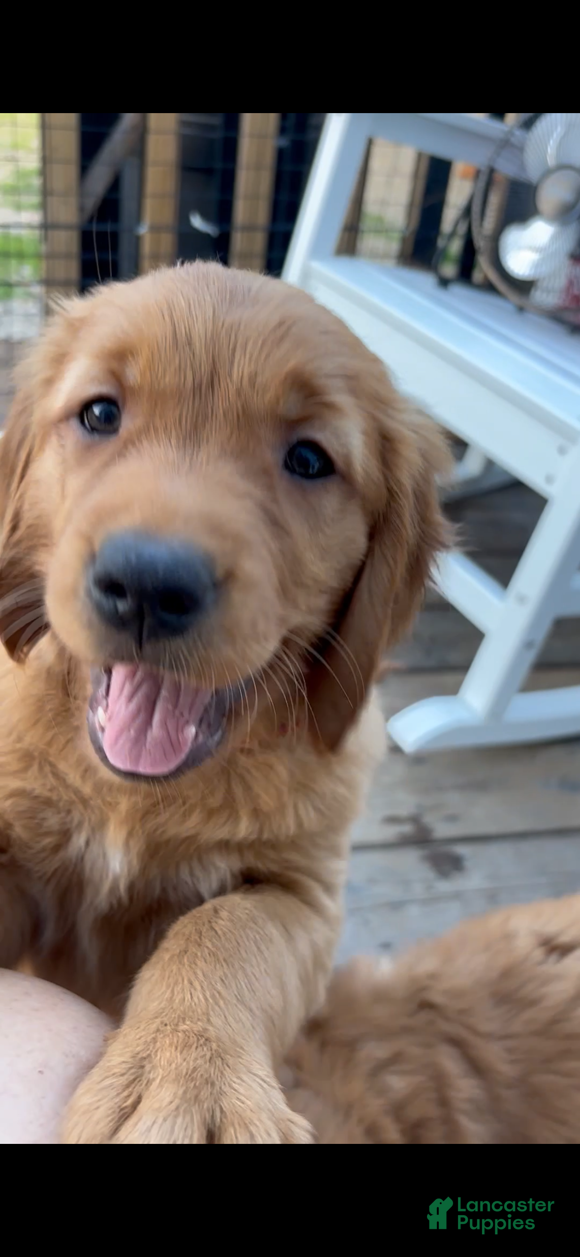 Golden Retriever dogs Golden Retriever Puppy 5 "RED" - Ad 35