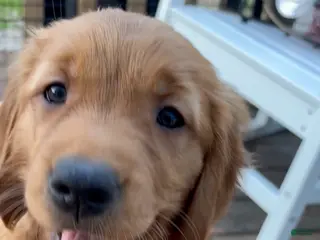 Golden Retriever dogs Golden Retriever Puppy 5 "RED" - Ad 30