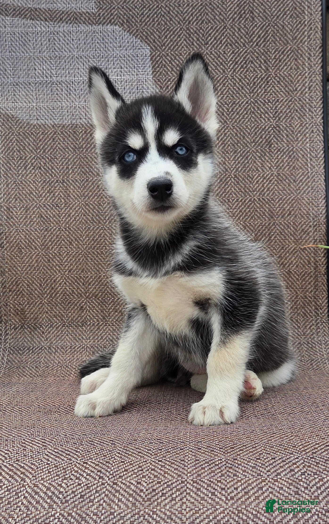 Siberian Husky dogs Elise - Ad 1