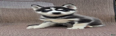 Elise