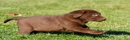 Labrador Retriever dogs for sale: Diesel - Ad 5