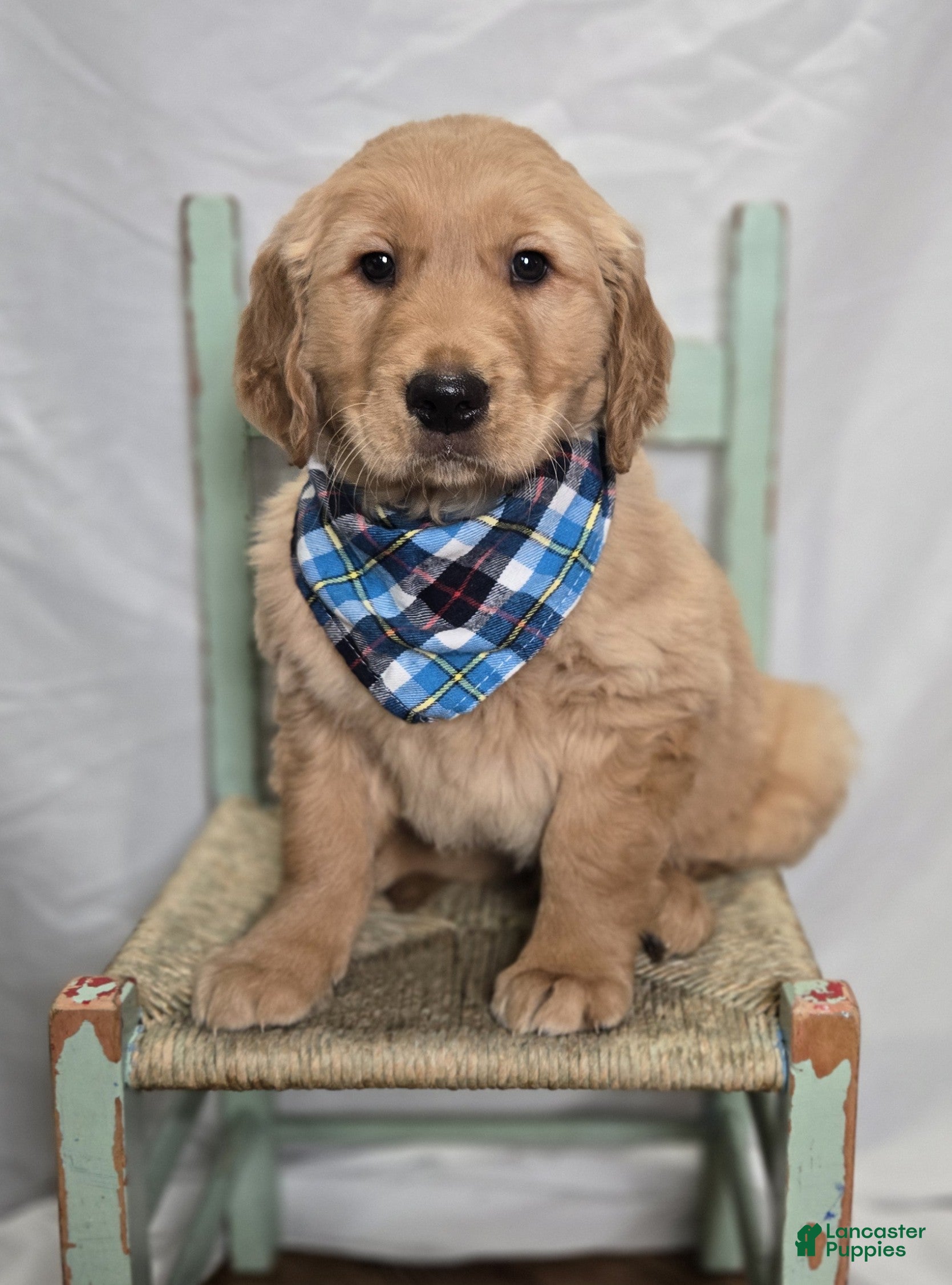 Golden Retriever dogs Parker - Ad 2