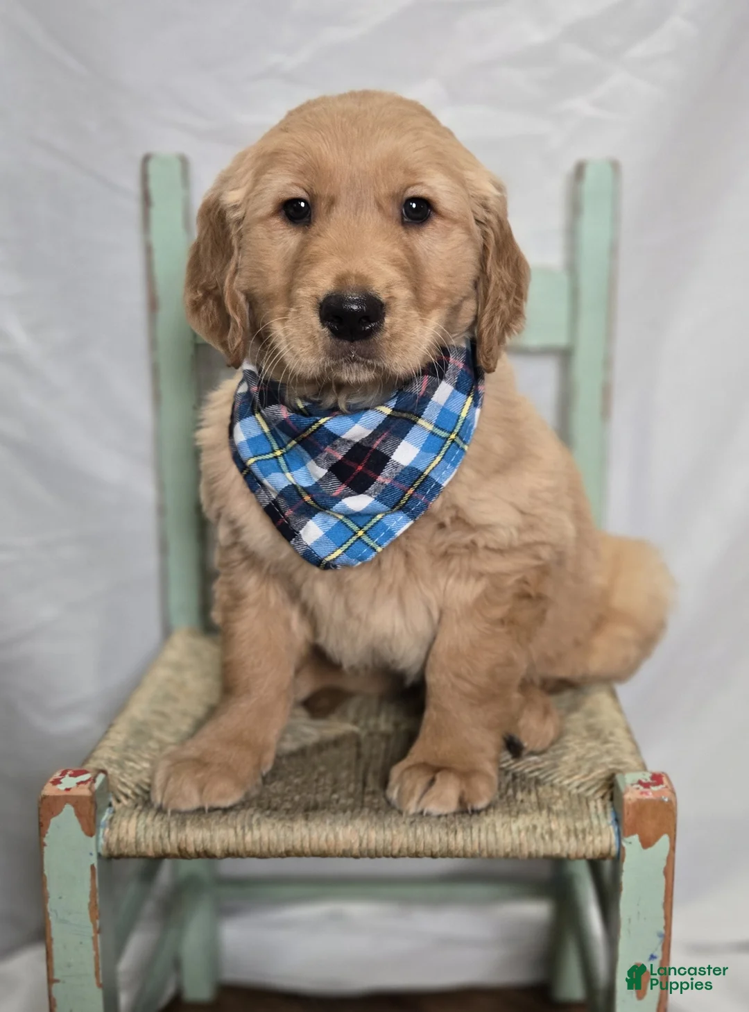 Golden Retriever dogs for sale: Parker - Ad 2