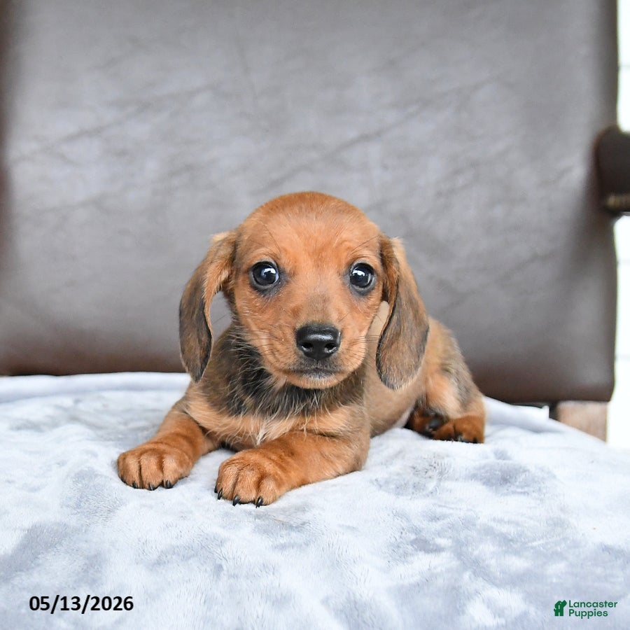 Miniature Dachshund dogs for sale: Chip - Ad 2