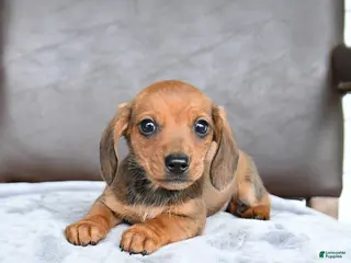Miniature Dachshund dogs for sale: Chip - Ad 2