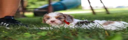 Cavapoo dogs for sale: Chase - Ad 1