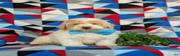 Bichpoo dogs for sale: Zaden - Ad 1