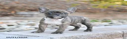 Frenchton dogs for sale: Julie  - Ad 2