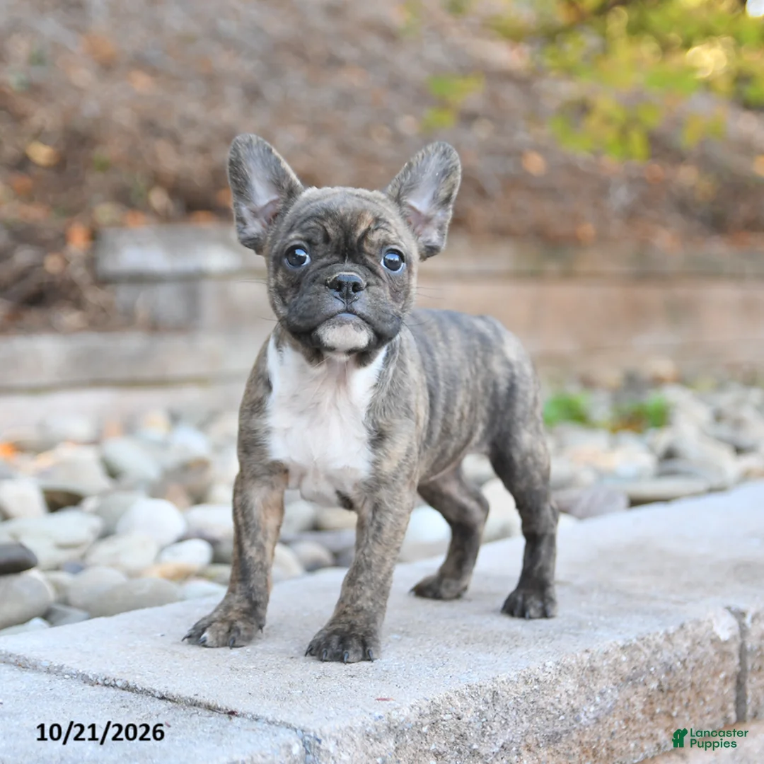 Frenchton dogs for sale: Julie  - Ad 2