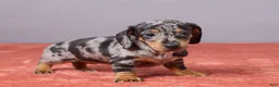 Miniature Dachshund dogs for sale: Violet - Ad 4