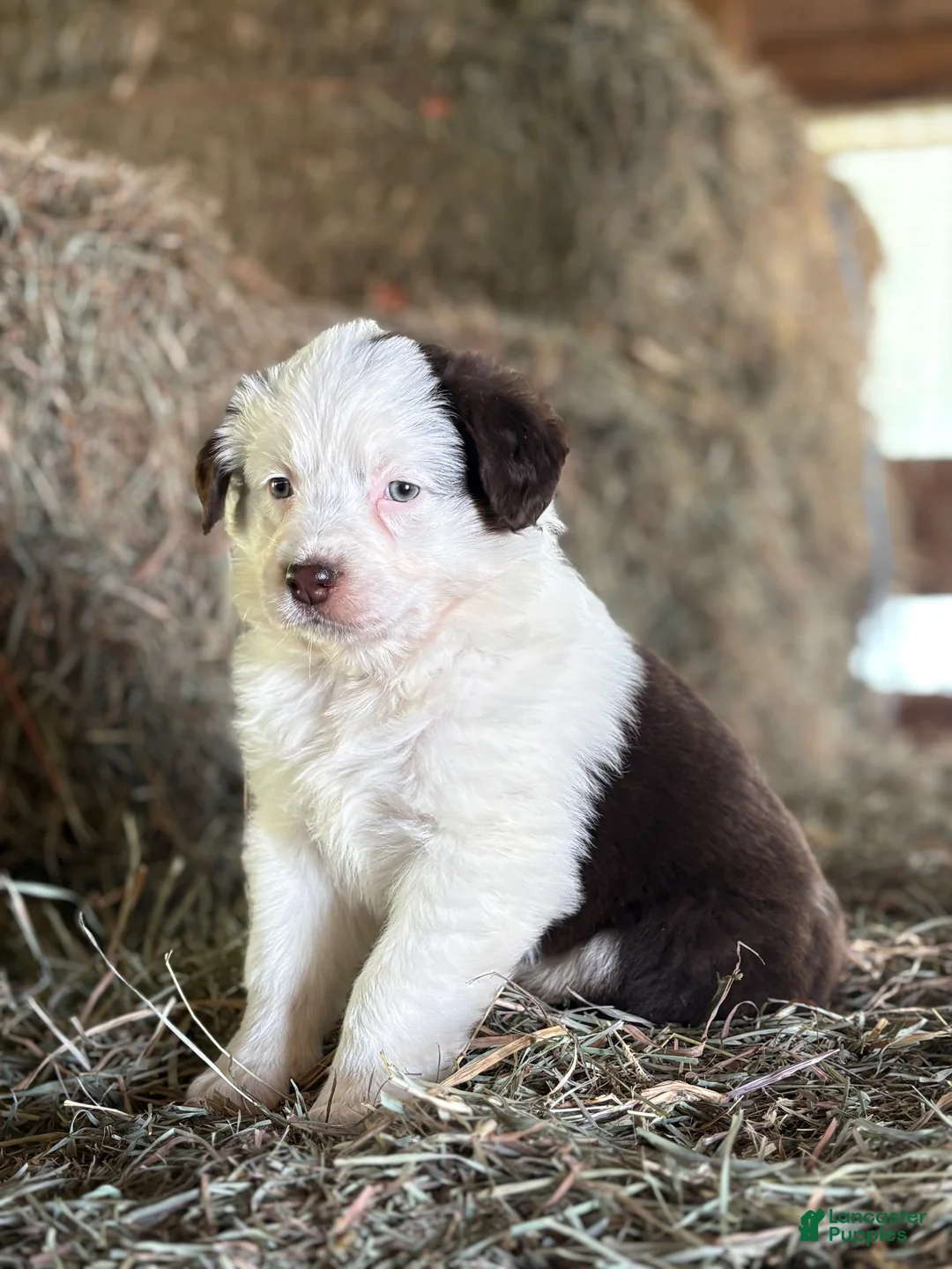 Australian Shepherd dogs for sale: Janna - Ad 2