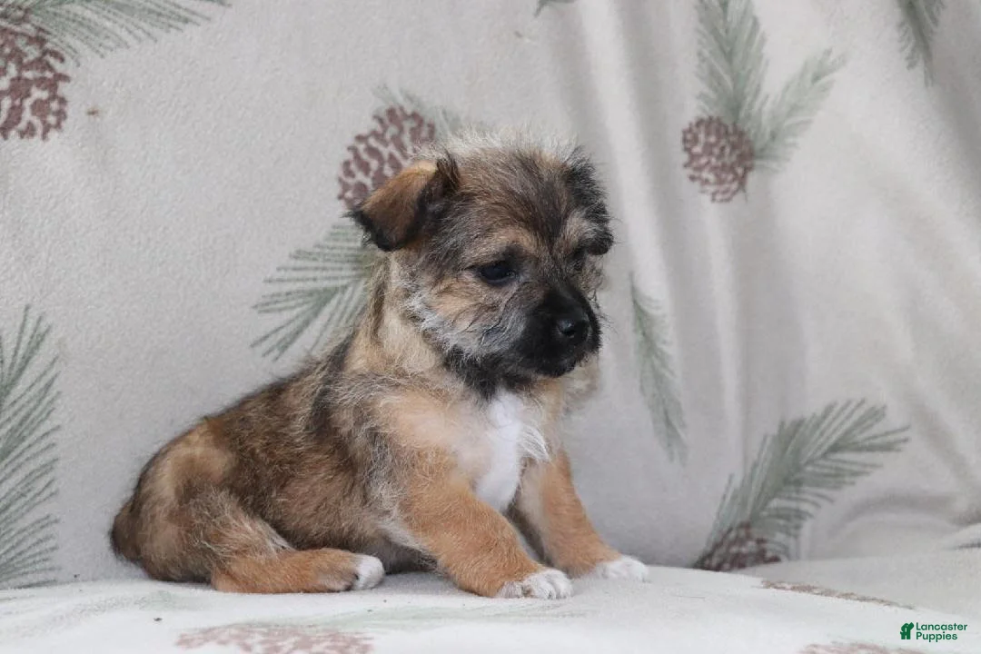 Mixed Breed dogs for sale: Teddy - Ad 2