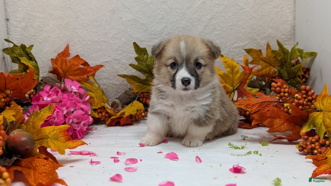 Welsh Corgi Pembroke dogs for sale: Sky - Ad 7