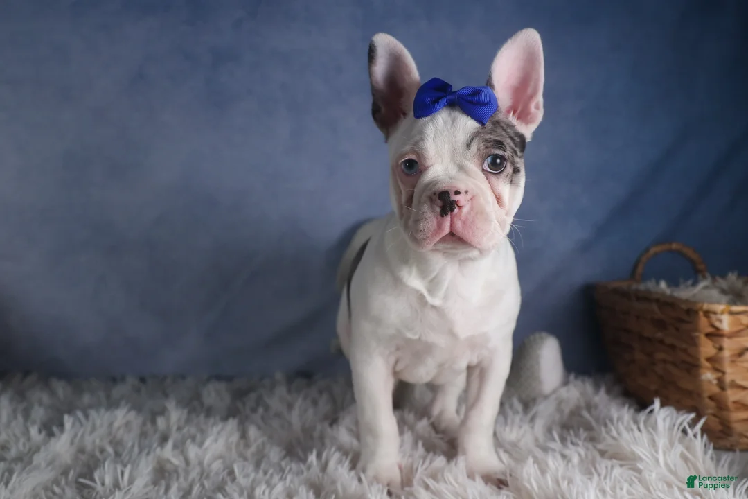 Frenchton dogs for sale: ISAAC - Ad 7