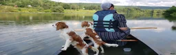 Cavalier King Charles Spaniel dogs for sale: Spot - Ad 7
